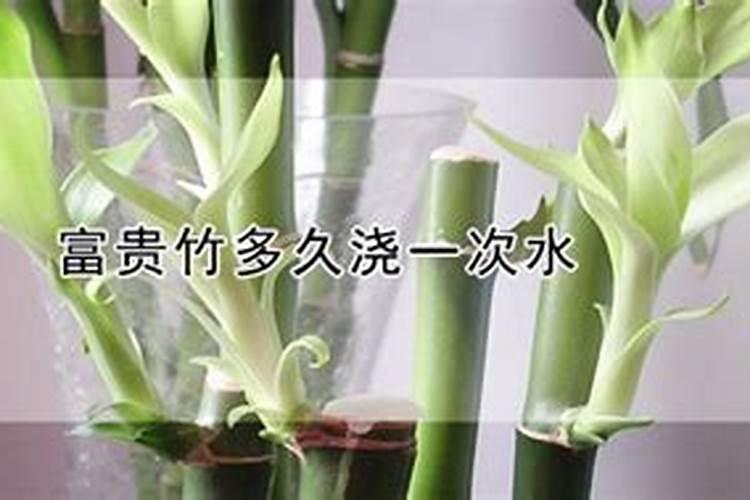 水培富贵竹怎么施肥