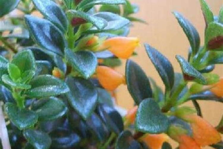 植物缺镁用什么肥料