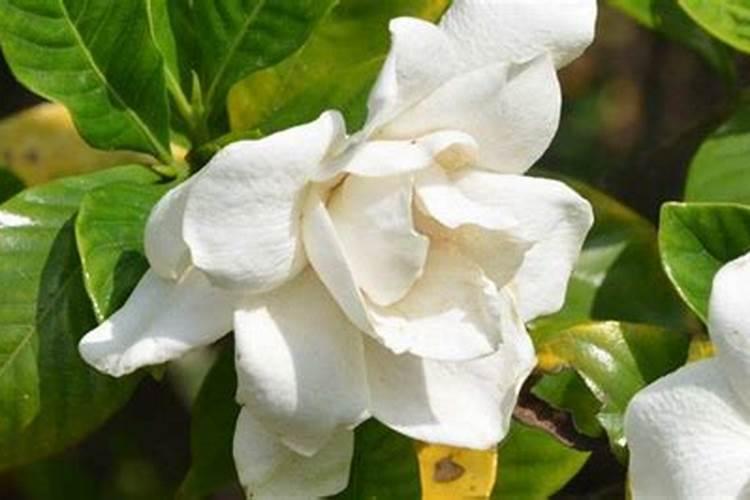 栀子花怎么浇水,施肥？