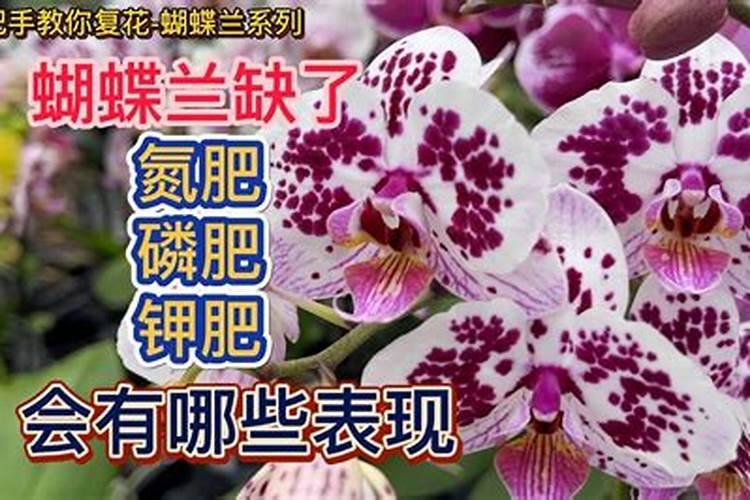 蝴蝶兰用什么肥最好