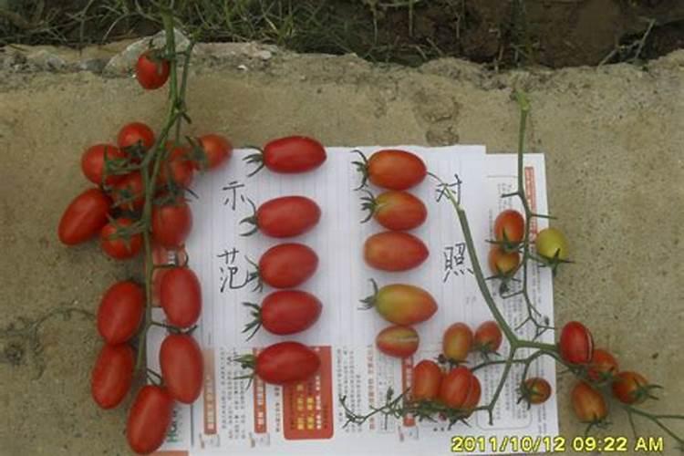 西瓜需要什么肥料