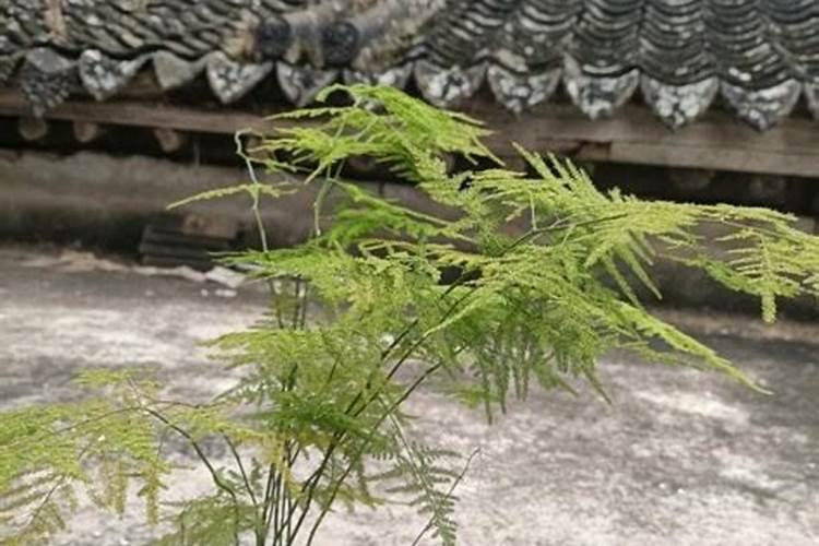 文竹叶子发黄用什么肥,豆饼肥持效长还可改善叶黄