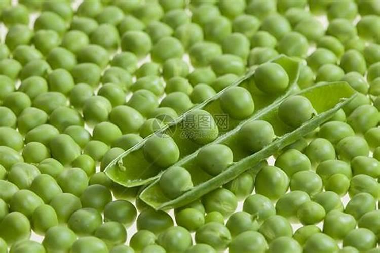 为什么豆类植物不需要施氮肥