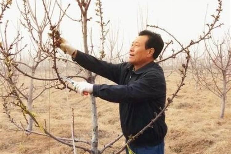 樱桃树春季施什么肥料