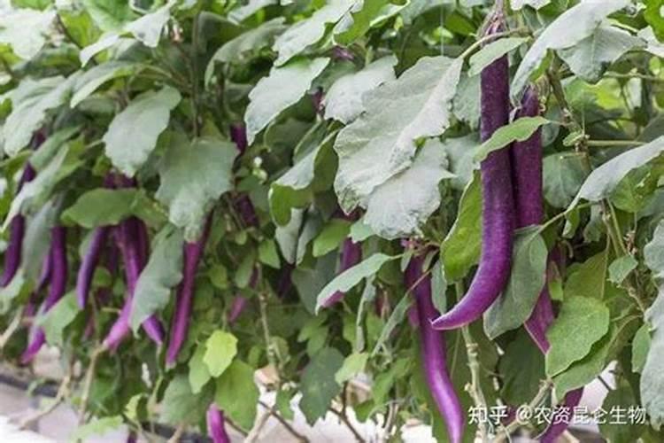 长茄子前期冲施什么肥好？