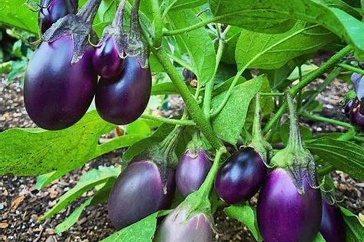 茄子用什么肥料做底肥好？茄子冲施什么肥料好？喷施什么肥产量高？