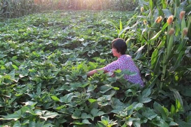 番薯种植需要什么条件,附种植方法