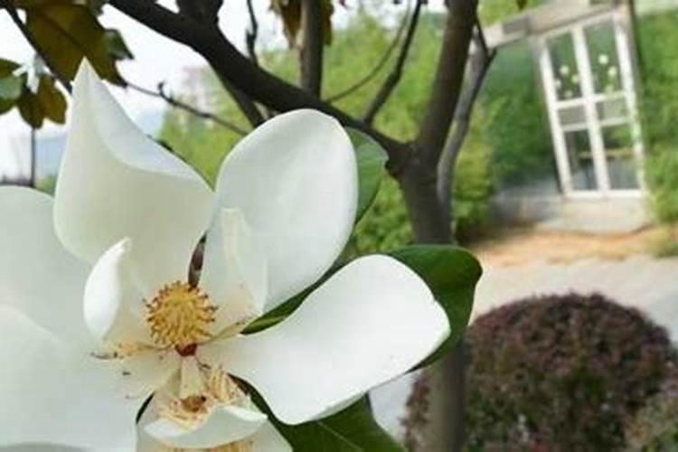 白兰花施什么肥料最好