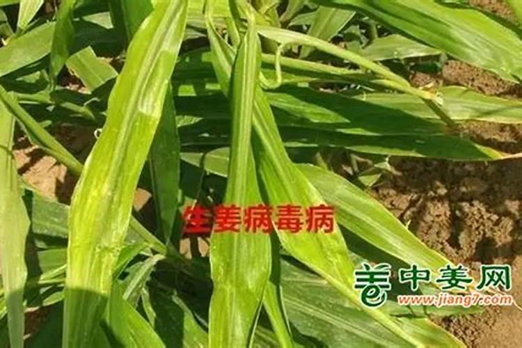 生姜生长期施肥技巧 生姜应该怎么管理施肥方法