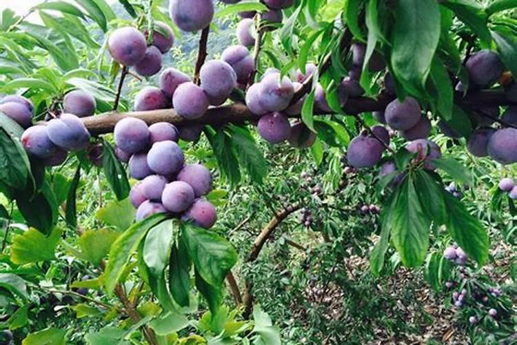 脆红李用什么肥料最好