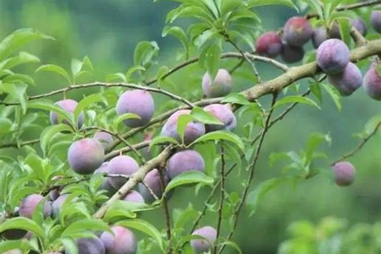 脆红李用什么肥料最好