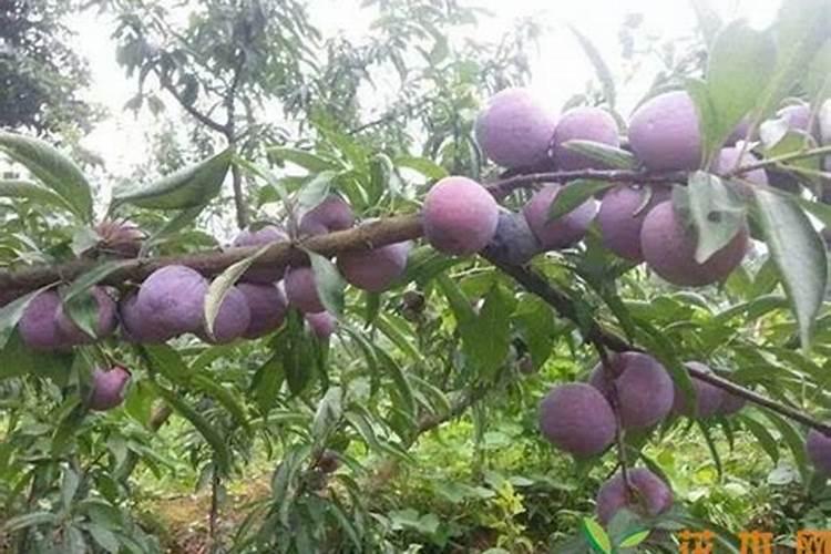 脆红李栽培管理注意什么 脆红李怎么修剪比较好