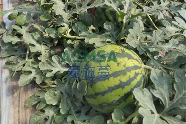 有机水溶肥能代替尿素追肥吗？