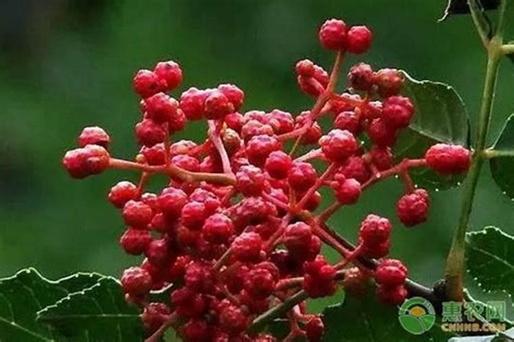 花椒籽能当肥料给西红柿施吗
