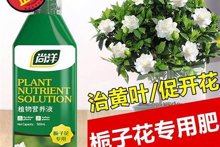 花生和芸豆我们吃的是根丶茎还是叶？