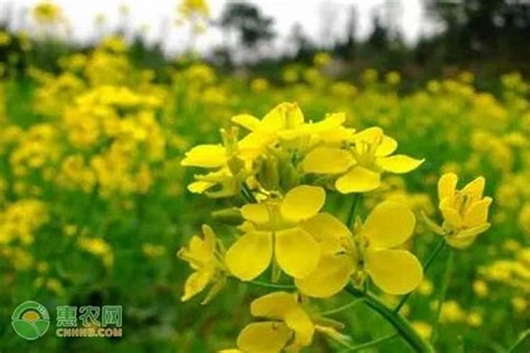 油菜什么时候施硼肥最好