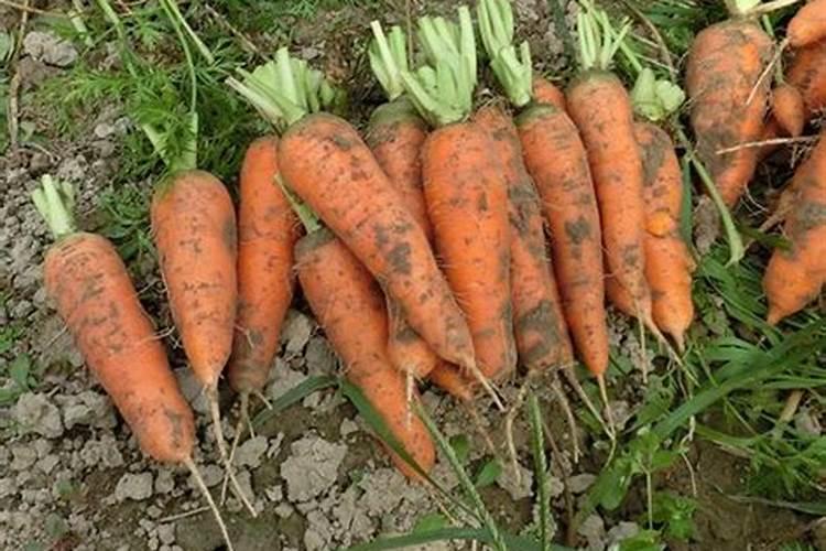 核桃皮能浇花吗