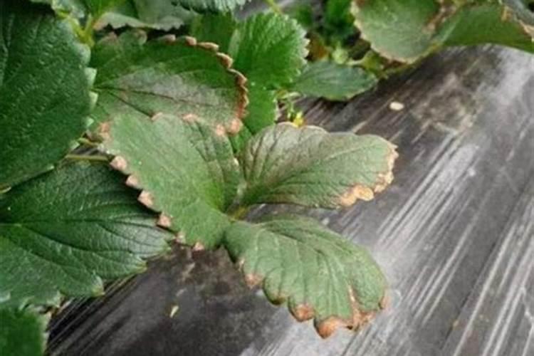 草莓肥害补救措施 草莓肥害的典型症状