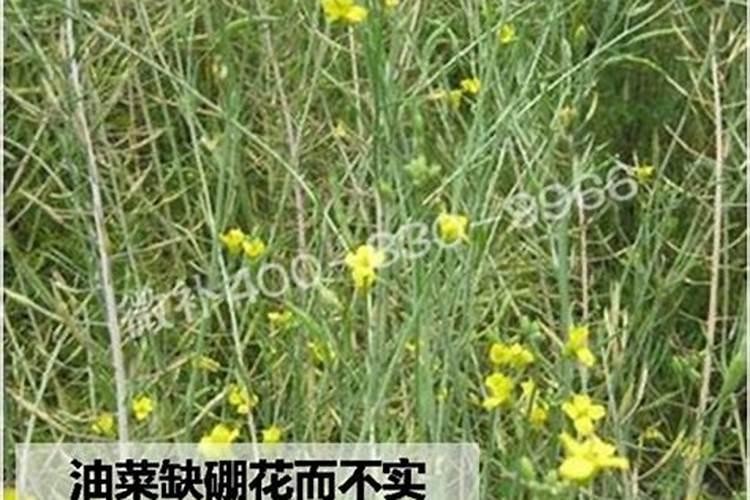 种植油菜时如何减小对根系的损害？