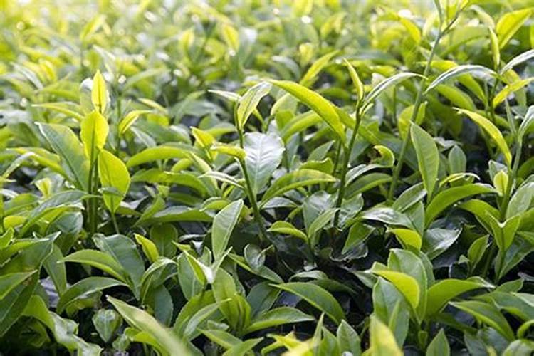 乌金绿水溶肥在茶叶上的应用