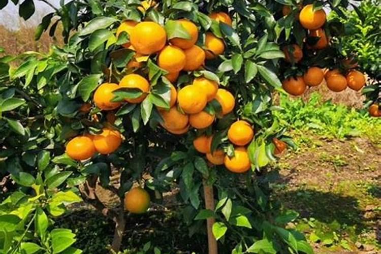 橘子树怎么施肥？