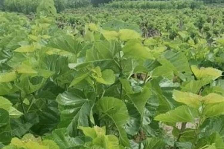 桑树用什么肥料好