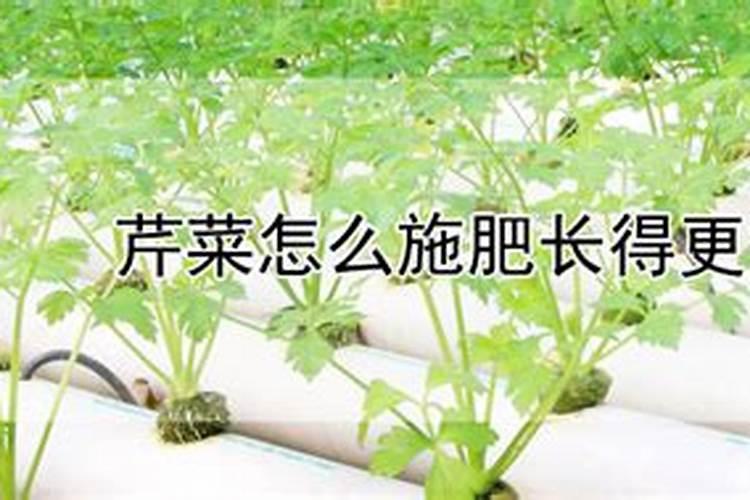 芹菜怎么施肥长得更好