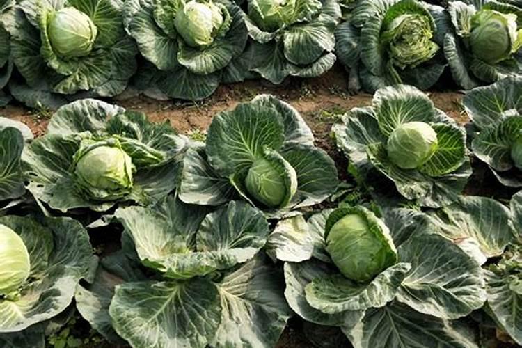蓝莓用什么肥料最好