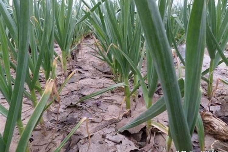 大蒜生长需要什么肥料