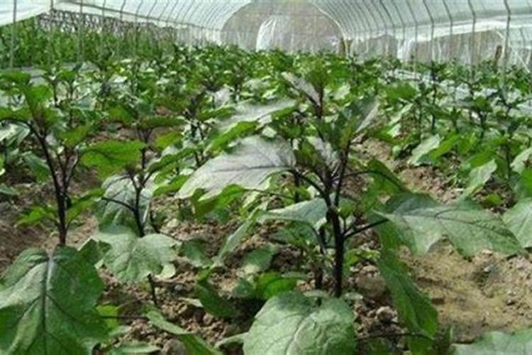 茄子西红柿苗期施什么肥