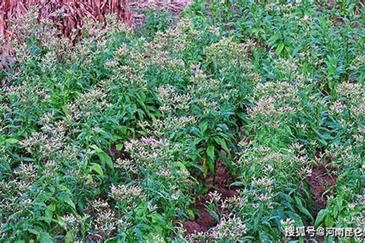 促进开花施什么肥料(果树促花用什么叶面肥好)