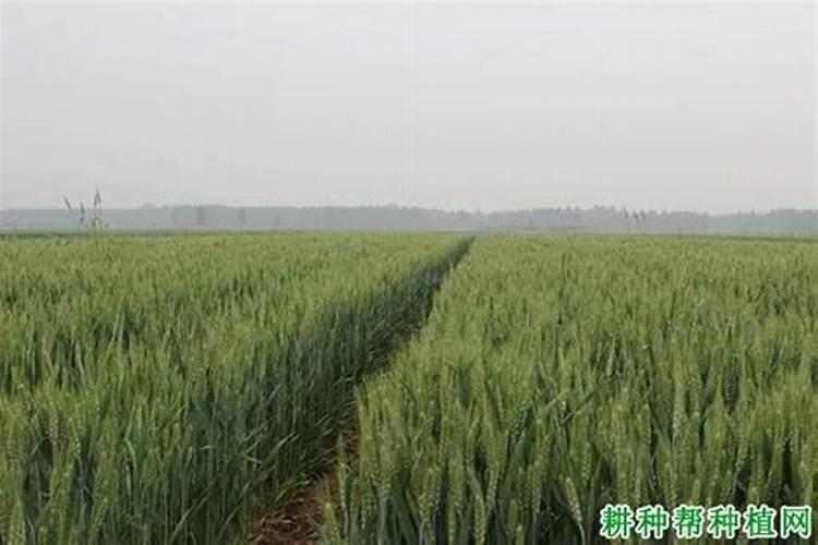 蓝莓苗能用磷酸二氢钾？