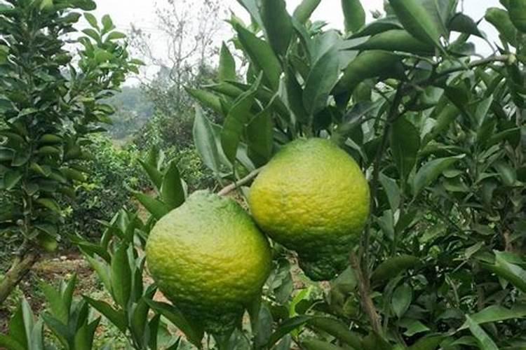 什么肥料可以治盐碱地