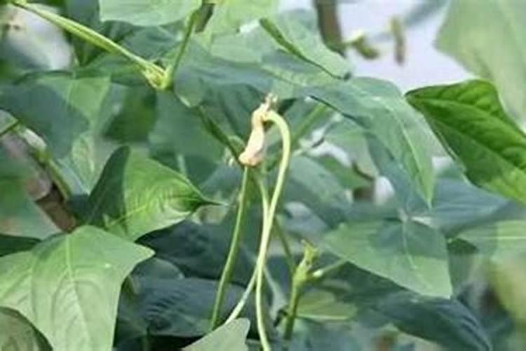 豆角苗叶子发黄怎么办