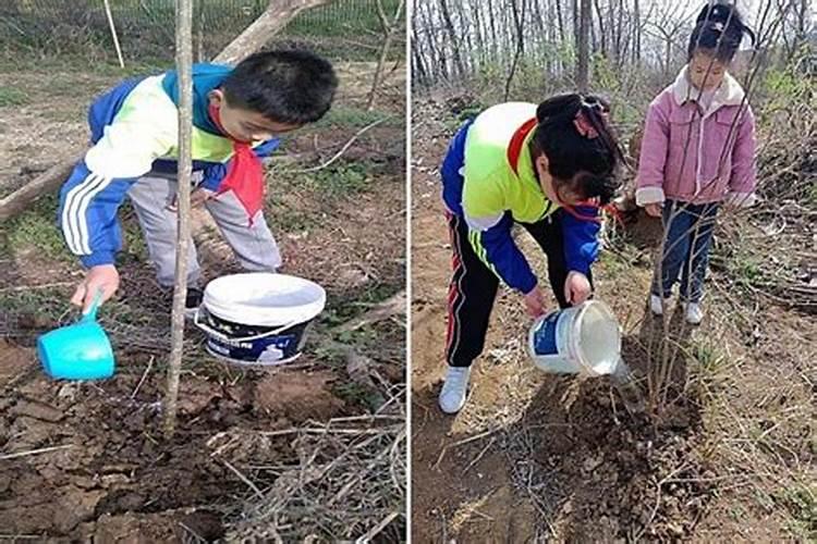 平安树怎么养才茂盛