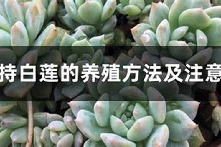 白莲种植需要怎么样施肥