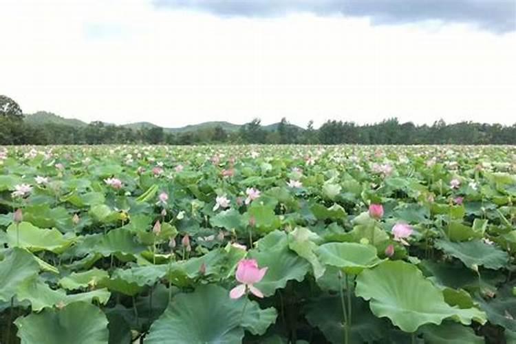 白莲的种植方法。