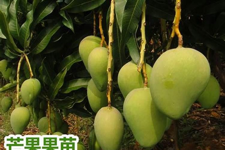 合理施肥才能高产,芒果树的施肥技术有哪些？