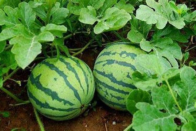 西瓜苗期怎样管理能促进花芽分化？