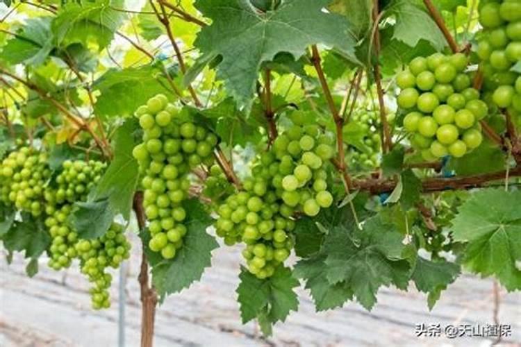 葡萄种植沟施基肥技术要点