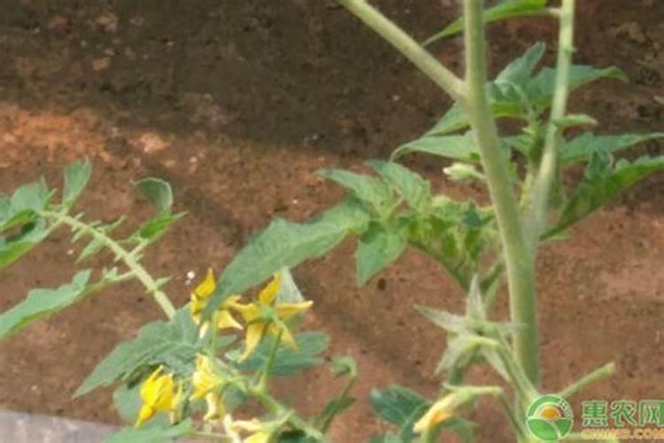 一个与植物的无氧呼吸有关的问题