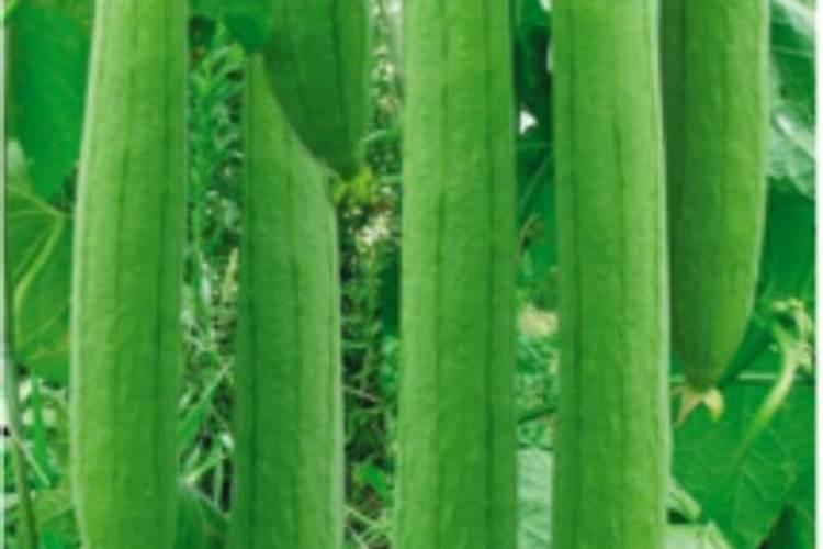 我的丝瓜怎么蔫了？