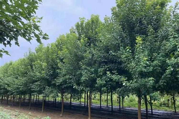 银杏树施什么肥最好