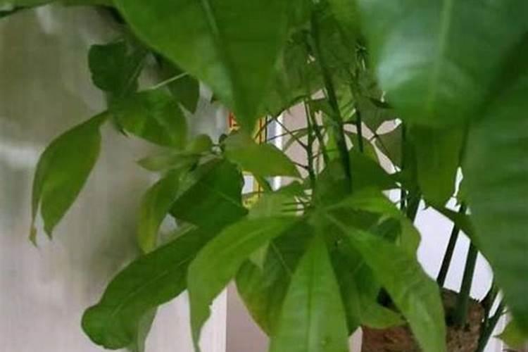 丝瓜浇水使用什么肥料