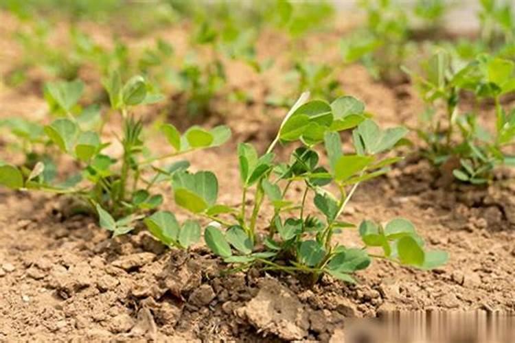 花生米能当花肥用吗