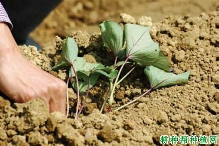 哈密瓜皮做花肥要多久