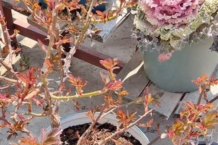 豆沙春卷的做法