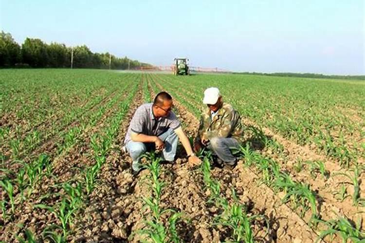 柠檬开花期间怎么施肥？