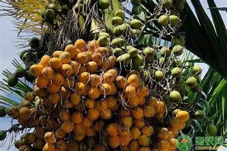 葡萄要怎样施肥？