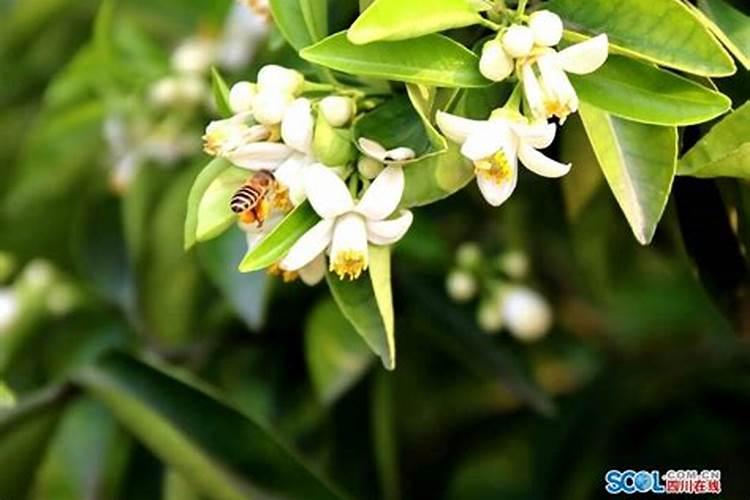 雷竹高产如何施肥